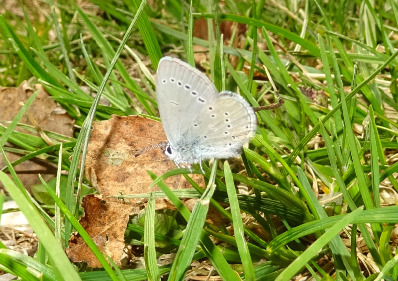 Cupido minimus - Lycaenidae